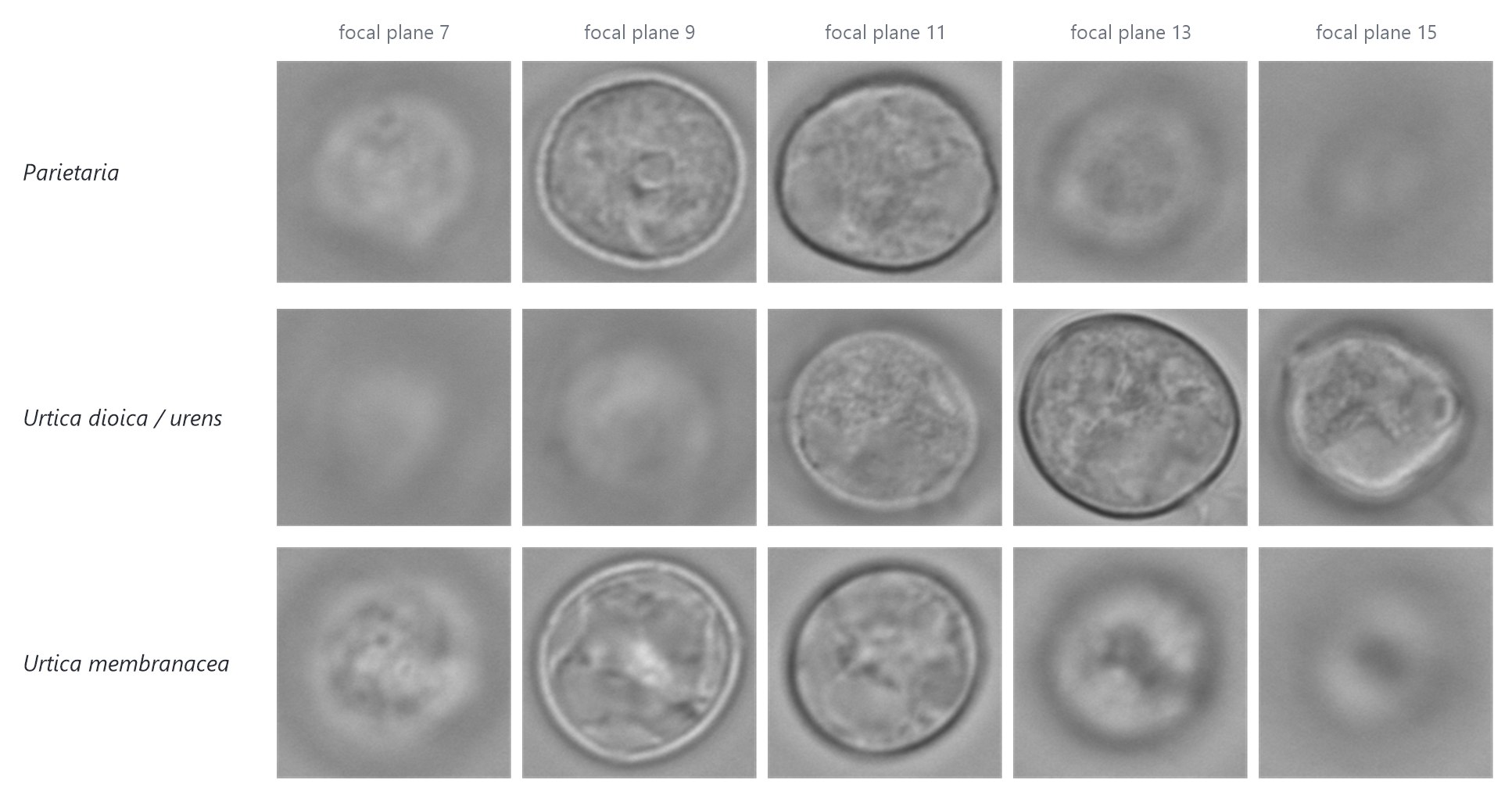 Microscope Z-stacks of one pollen grain from each class, Parietaria, Urtica dioica/urens and Urtica membranacea, at five focal planes